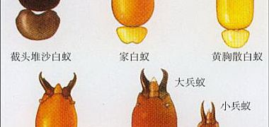 Кρ˾/ρҪΣρNWSɢρW